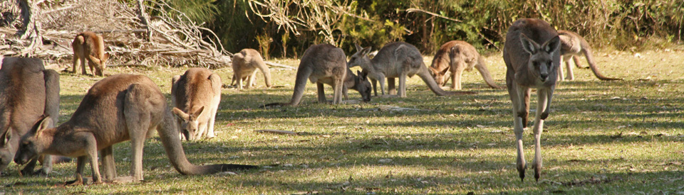 Morisset Park Cangururs Sydney Austrália onde mver cangurus de perto na Austrália (1)